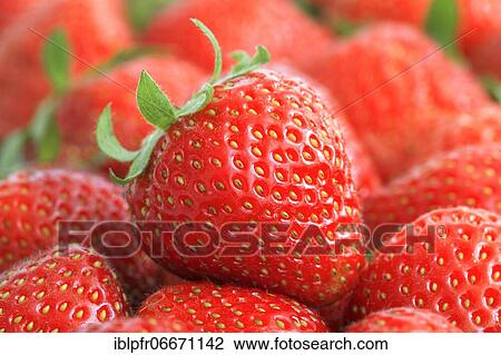 Close up of a strawberry View Large Photo Image Stock Image - Close up of a strawberry. Fotosearch