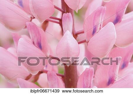 Close up of the multiflora lupine flower View Large Photo Image Stock Photo - Close up of the multiflora lupine flower. Fotosearch