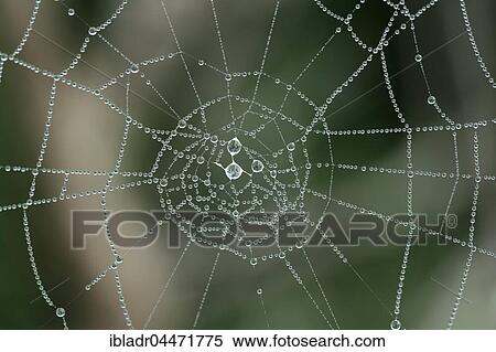 Cobweb with morning dew View Large Photo Image Stock Photography - Cobweb with morning dew. Fotosearch