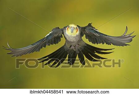 Stock Image - Cockatiel, also quarrion or weiro (Nymphicus hollandicus) in flight, captive, Germany, Europe. Fotosearch