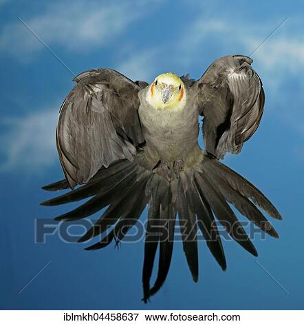 Stock Photo - Cockatiel, also quarrion or weiro (Nymphicus hollandicus) in flight, captive, Germany, Europe. Fotosearch