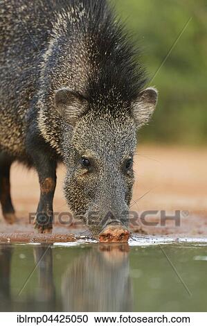 Stock Image - Collared Peccary, Javelina (Tayassu tajacu), adult drinking, South Texas, Texas, USA, North America. Fotosearch
