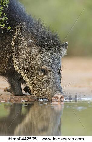 Collared Peccary, Javelina (Tayassu tajacu), adult drinking, mammal, South Texas, Texas, USA, North America View Large Photo Image Stock Image - Collared Peccary, Javelina (Tayassu tajacu), adult drinking, mammal, South Texas, Texas, USA, North America. Fotosearch
