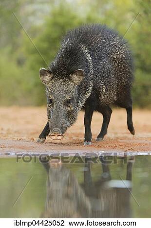 Collared Peccary, Javelina (Tayassu tajacu), adult at ponds edge, South Texas, Texas, USA, North America View Large Photo Image Stock Image - Collared Peccary, Javelina (Tayassu tajacu), adult at ponds edge, South Texas, Texas, USA, North America. Fotosearch