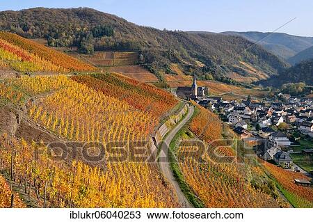 Colourful autumn atmosphere in the vineyards of the Ahr valley, Rhineland-Palatinate, Germany, Europe View Large Photo Image Stock Image - Colourful autumn atmosphere in the vineyards of the Ahr valley, Rhineland-Palatinate, Germany, Europe. Fotosearch