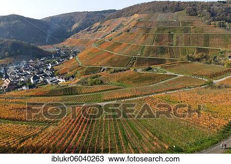 Colourful autumn atmosphere in the vineyards of the Ahr valley, Rhineland-Palatinate, Germany, Europe View Large Photo Image Stock Image - Colourful autumn atmosphere in the vineyards of the Ahr valley, Rhineland-Palatinate, Germany, Europe. Fotosearch