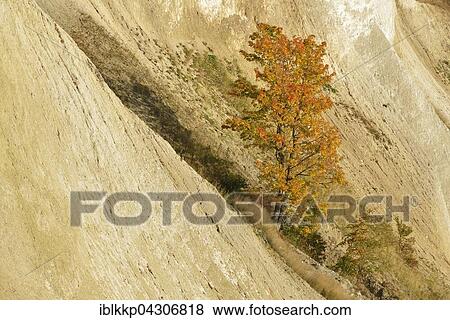 Stock Photo - Colourful maple tree growing on chalk cliffs, Jasmund National Park, Sassnitz, Rügen, Mecklenburg-Western Pomerania. Fotosearch