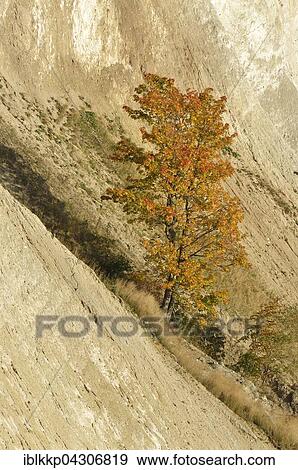 Stock Photo - Colourful maple tree growing on chalk cliffs, Jasmund National Park, Sassnitz, Rügen, Mecklenburg-Western Pomerania. Fotosearch