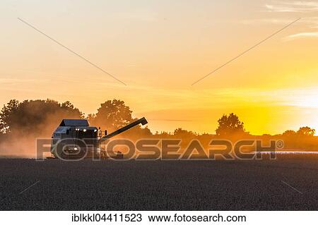 Combine harvesting in cornfield at sunset, Allgäu, Bavaria, Germany, Europe View Large Photo Image Stock Image - Combine harvesting in cornfield at sunset, Allgäu, Bavaria, Germany, Europe. Fotosearch