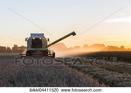 Combine harvesting in cornfield, evening light, Allgäu, Bavaria, Germany, Europe View Large Photo Image Stock Image - Combine harvesting in cornfield, evening light, Allgäu, Bavaria, Germany, Europe. Fotosearch
