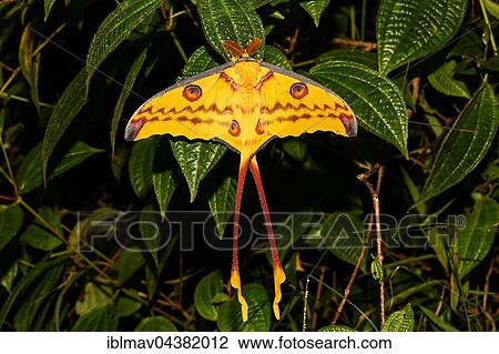 Comet moth (Argema mittrei), Analamazoatra, Andasibe National Park, Madagascar, Africa View Large Photo Image Stock Image - Comet moth (Argema mittrei), Analamazoatra, Andasibe National Park, Madagascar, Africa. Fotosearch