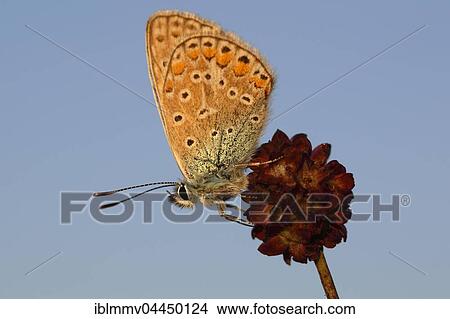 Common Blue (Polyommatus icarus) butterfly on a great burnet (Sanguisorba officinalis), Middle Elbe Biosphere Reserve, Dessau, Saxony-Anhalt, Germany, Europe View Large Photo Image Picture - Common Blue (Polyommatus icarus) butterfly on a great burnet (Sanguisorba officinalis), Middle Elbe Biosphere Reserve, Dessau, Saxony-Anhalt, Germany, Europe. Fotosearch