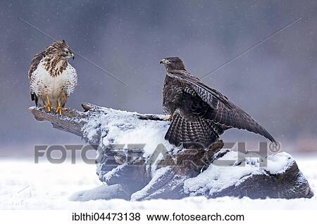 Common Buzzards (Buteo buteo) during snowfall, light and dark morphs, Middle Elbe Biosphere Reserve, Saxony-Anhalt, Germany, Europe View Large Photo Image Stock Photo - Common Buzzards (Buteo buteo) during snowfall, light and dark morphs, Middle Elbe Biosphere Reserve, Saxony-Anhalt, Germany, Europe. Fotosearch