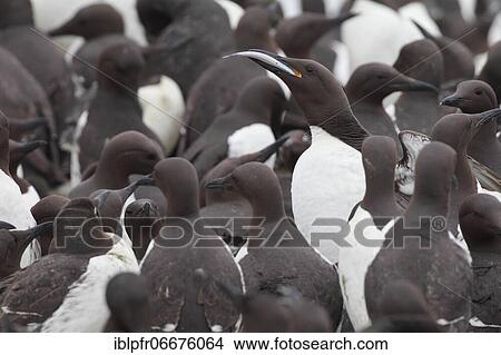 Common Common guillemot (Uria aalge), Commom Common guillemot View Large Photo Image Picture - Common Common guillemot (Uria aalge), Commom Common guillemot. Fotosearch