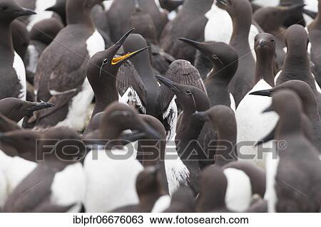 Common Common guillemot (Uria aalge), Commom Common guillemot View Large Photo Image Stock Image - Common Common guillemot (Uria aalge), Commom Common guillemot. Fotosearch