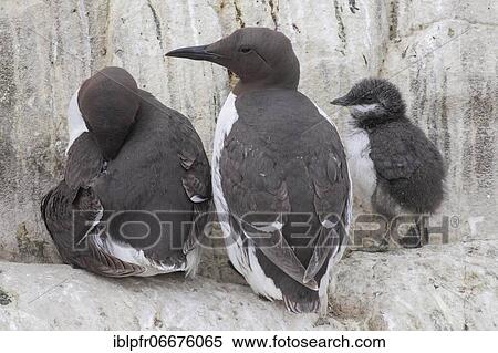 Common Common guillemot (Uria aalge), Commom Common guillemot View Large Photo Image Stock Photography - Common Common guillemot (Uria aalge), Commom Common guillemot. Fotosearch