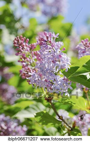 Common Common Lilac (Syringa vulgaris), Switzerland, Europe View Large Photo Image Stock Photo - Common Common Lilac (Syringa vulgaris), Switzerland, Europe. Fotosearch