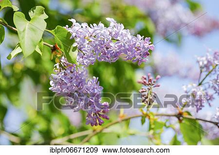 Common Common Lilac (Syringa vulgaris), Switzerland, Europe View Large Photo Image Stock Photo - Common Common Lilac (Syringa vulgaris), Switzerland, Europe. Fotosearch