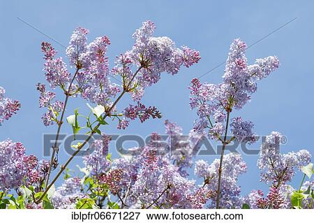 Stock Photo - Common Common Lilac (Syringa vulgaris), Switzerland, Europe. Fotosearch