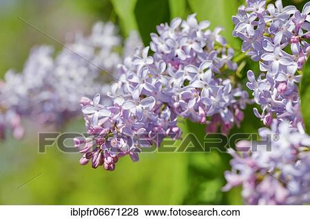 Common Common Lilac (Syringa vulgaris), Switzerland, Europe View Large Photo Image Stock Photo - Common Common Lilac (Syringa vulgaris), Switzerland, Europe. Fotosearch