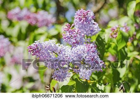 Common Common Lilac (Syringa vulgaris), Switzerland, Europe View Large Photo Image Stock Photograph - Common Common Lilac (Syringa vulgaris), Switzerland, Europe. Fotosearch