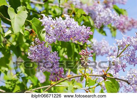 Common Common Lilac (Syringa vulgaris), Switzerland, Europe View Large Photo Image Stock Photograph - Common Common Lilac (Syringa vulgaris), Switzerland, Europe. Fotosearch