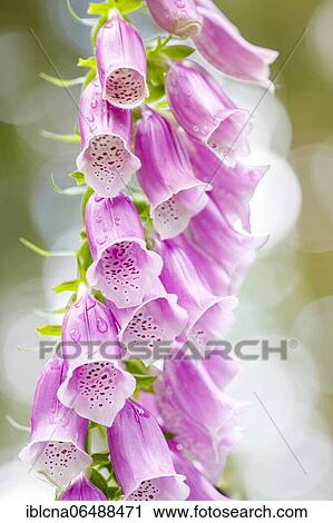 Common foxglove (Digitalis purpurea), Taunus, Hesse, Germany, Europe View Large Photo Image Stock Image - Common foxglove (Digitalis purpurea), Taunus, Hesse, Germany, Europe. Fotosearch