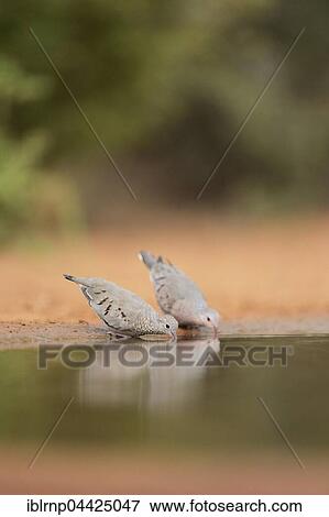 Stock Photo - Common Ground Doves (Columbina passerina), adult pair, drinking, Rio Grande Valley, Texas, USA, North America. Fotosearch
