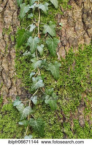 Picture - Common ivy on tree trunk in forest, Switzerland, Europe. Fotosearch