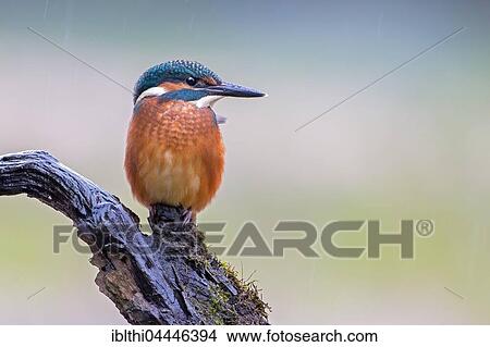 Common kingfisher, also Eurasian or river kingfisher (Alcedo atthis) on branch, Middle Elbe Biosphere Reserve, Saxony-Anhalt, Germany, Europe View Large Photo Image Picture - Common kingfisher, also Eurasian or river kingfisher (Alcedo atthis) on branch, Middle Elbe Biosphere Reserve, Saxony-Anhalt, Germany, Europe. Fotosearch