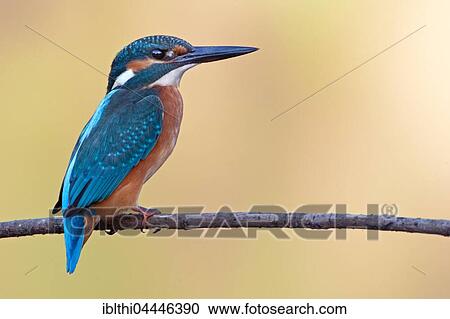 Stock Image - Common kingfisher, also Eurasian or river kingfisher (Alcedo atthis) on branch, Middle Elbe Biosphere Reserve, Saxony-Anhalt, Germany, Europe. Fotosearch