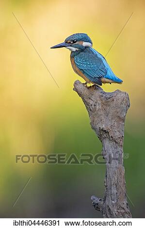 Common kingfisher, also Eurasian or river kingfisher (Alcedo atthis) on old branch, Middle Elbe Biosphere Reserve, Saxony-Anhalt, Germany, Europe View Large Photo Image Stock Image - Common kingfisher, also Eurasian or river kingfisher (Alcedo atthis) on old branch, Middle Elbe Biosphere Reserve, Saxony-Anhalt, Germany, Europe. Fotosearch