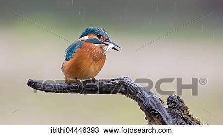 Common kingfisher, also Eurasian or river kingfisher (Alcedo atthis) with fish, rain, Middle Elbe Biosphere Reserve, Saxony-Anhalt, Germany, Europe View Large Photo Image Stock Image - Common kingfisher, also Eurasian or river kingfisher (Alcedo atthis) with fish, rain, Middle Elbe Biosphere Reserve, Saxony-Anhalt, Germany, Europe. Fotosearch