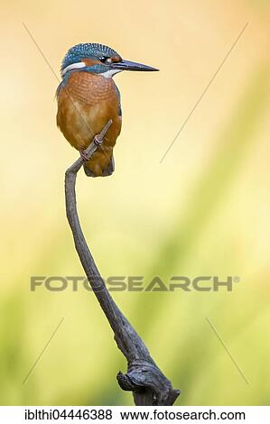 Common kingfisher, also Eurasian or river kingfisher (Alcedo atthis) on branch, Middle Elbe Biosphere Reserve, Saxony-Anhalt, Germany, Europe View Large Photo Image Stock Photo - Common kingfisher, also Eurasian or river kingfisher (Alcedo atthis) on branch, Middle Elbe Biosphere Reserve, Saxony-Anhalt, Germany, Europe. Fotosearch