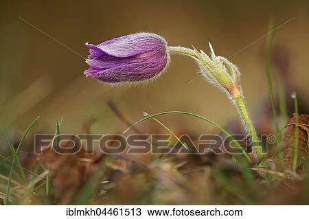 Common pasque flower (Pulsatilla vulgaris), Hesse, Germany,, Europe View Large Photo Image Stock Image - Common pasque flower (Pulsatilla vulgaris), Hesse, Germany,, Europe. Fotosearch