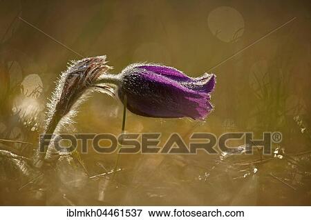 Stock Photo - Common pasque flower (Pulsatilla vulgaris), Hesse, Germany,, Europe. Fotosearch