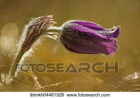 Common pasque flower (Pulsatilla vulgaris), Hesse, Germany,, Europe View Large Photo Image Stock Photograph - Common pasque flower (Pulsatilla vulgaris), Hesse, Germany,, Europe. Fotosearch