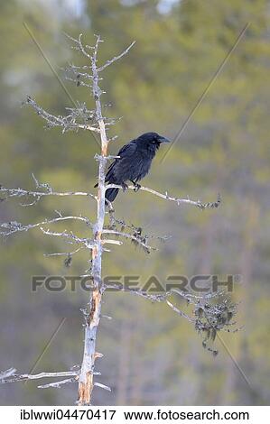 Common raven (Corvus corax) perched on dead Scots pine, northern Finland, Finland, Europe View Large Photo Image Stock Photo - Common raven (Corvus corax) perched on dead Scots pine, northern Finland, Finland, Europe. Fotosearch