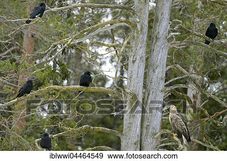 common ravens (Corvus corax) and White-tailed eagle (Haliaeetus albicilla) in dry pine tree, Finland, Europe View Large Photo Image Stock Photo - common ravens (Corvus corax) and White-tailed eagle (Haliaeetus albicilla) in dry pine tree, Finland, Europe. Fotosearch