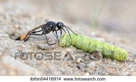Common Sand Wasp (Ammophila sabulosa) with prey at nesting tube, caterpillar of the owlet moth (Noctuidae), Middle Elbe Biosphere Reserve, Saxony-Anhalt, Germany, Europe View Large Photo Image Picture - Common Sand Wasp (Ammophila sabulosa) with prey at nesting tube, caterpillar of the owlet moth (Noctuidae), Middle Elbe Biosphere Reserve, Saxony-Anhalt, Germany, Europe. Fotosearch