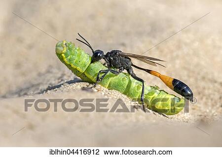 Common Sand Wasp (Ammophila sabulosa) with prey, caterpillar of the owlet moth (Noctuidae), Middle Elbe Biosphere Reserve, Saxony-Anhalt, Germany, Europe View Large Photo Image Stock Image - Common Sand Wasp (Ammophila sabulosa) with prey, caterpillar of the owlet moth (Noctuidae), Middle Elbe Biosphere Reserve, Saxony-Anhalt, Germany, Europe. Fotosearch