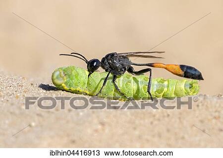 Common Sand Wasp (Ammophila sabulosa) with prey, caterpillar of the owlet moth (Noctuidae), Middle Elbe Biosphere Reserve, Saxony-Anhalt, Germany, Europe View Large Photo Image Stock Image - Common Sand Wasp (Ammophila sabulosa) with prey, caterpillar of the owlet moth (Noctuidae), Middle Elbe Biosphere Reserve, Saxony-Anhalt, Germany, Europe. Fotosearch