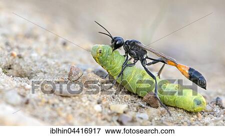 Common Sand Wasp (Ammophila sabulosa) with prey, caterpillar of the owlet moth (Noctuidae), Middle Elbe Biosphere Reserve, Saxony-Anhalt, Germany, Europe View Large Photo Image Stock Photo - Common Sand Wasp (Ammophila sabulosa) with prey, caterpillar of the owlet moth (Noctuidae), Middle Elbe Biosphere Reserve, Saxony-Anhalt, Germany, Europe. Fotosearch