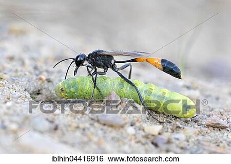 Common Sand Wasp (Ammophila sabulosa) with prey at nesting tube, caterpillar of the owlet moth (Noctuidae), Middle Elbe Biosphere Reserve, Saxony-Anhalt, Germany, Europe View Large Photo Image Stock Photograph - Common Sand Wasp (Ammophila sabulosa) with prey at nesting tube, caterpillar of the owlet moth (Noctuidae), Middle Elbe Biosphere Reserve, Saxony-Anhalt, Germany, Europe. Fotosearch