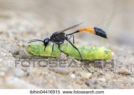 Common Sand Wasp (Ammophila sabulosa) with prey at nesting tube, caterpillar of the owlet moth (Noctuidae), Middle Elbe Biosphere Reserve, Saxony-Anhalt, Germany, Europe View Large Photo Image Stock Photography - Common Sand Wasp (Ammophila sabulosa) with prey at nesting tube, caterpillar of the owlet moth (Noctuidae), Middle Elbe Biosphere Reserve, Saxony-Anhalt, Germany, Europe. Fotosearch