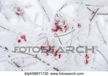 Common snowball with hoarfrost View Large Photo Image Stock Image - Common snowball with hoarfrost. Fotosearch
