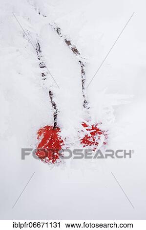 Common snowball with hoarfrost View Large Photo Image Stock Image - Common snowball with hoarfrost. Fotosearch