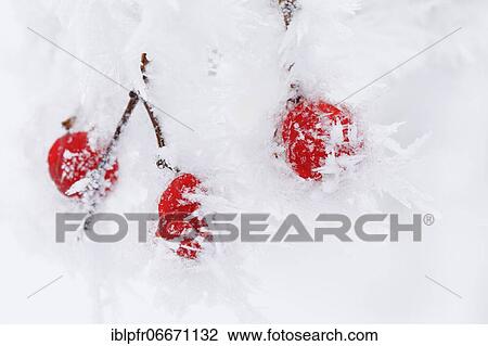 Common snowball with hoarfrost View Large Photo Image Stock Image - Common snowball with hoarfrost. Fotosearch
