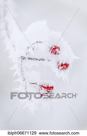 Stock Photo - Common snowball with hoarfrost. Fotosearch