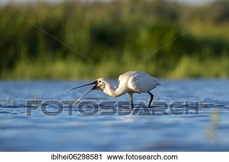 Stock Image - Common spoonbill Common spoonbill (Platalea leucorodia) in the water while sickling, lateral, Kiskunság, Hungary, Europe. Fotosearch